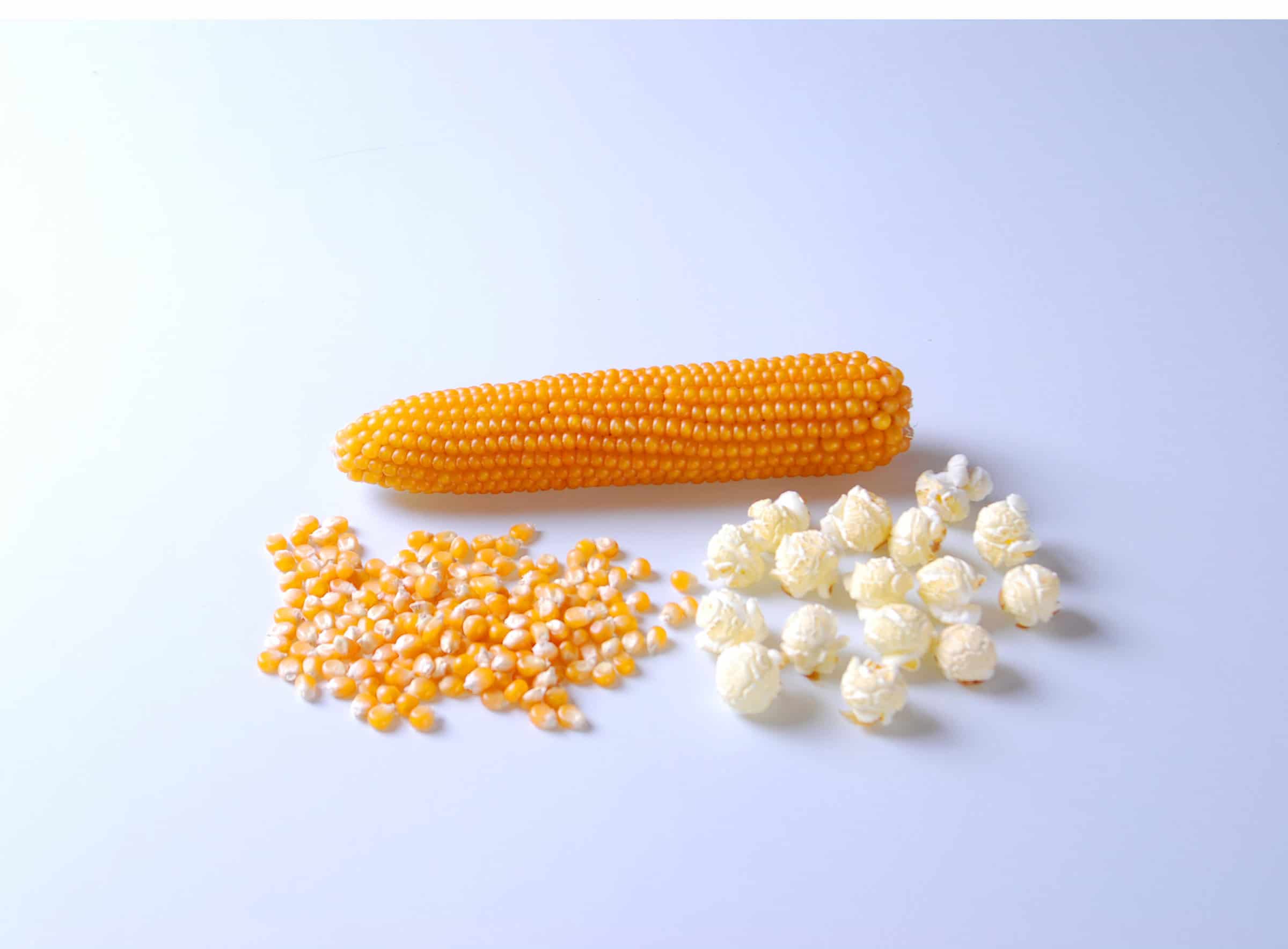R400MR Popcorn (CRUISER TREATED SEED)