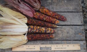 Rainbow Mini Ornamental Corn (Not Treated)