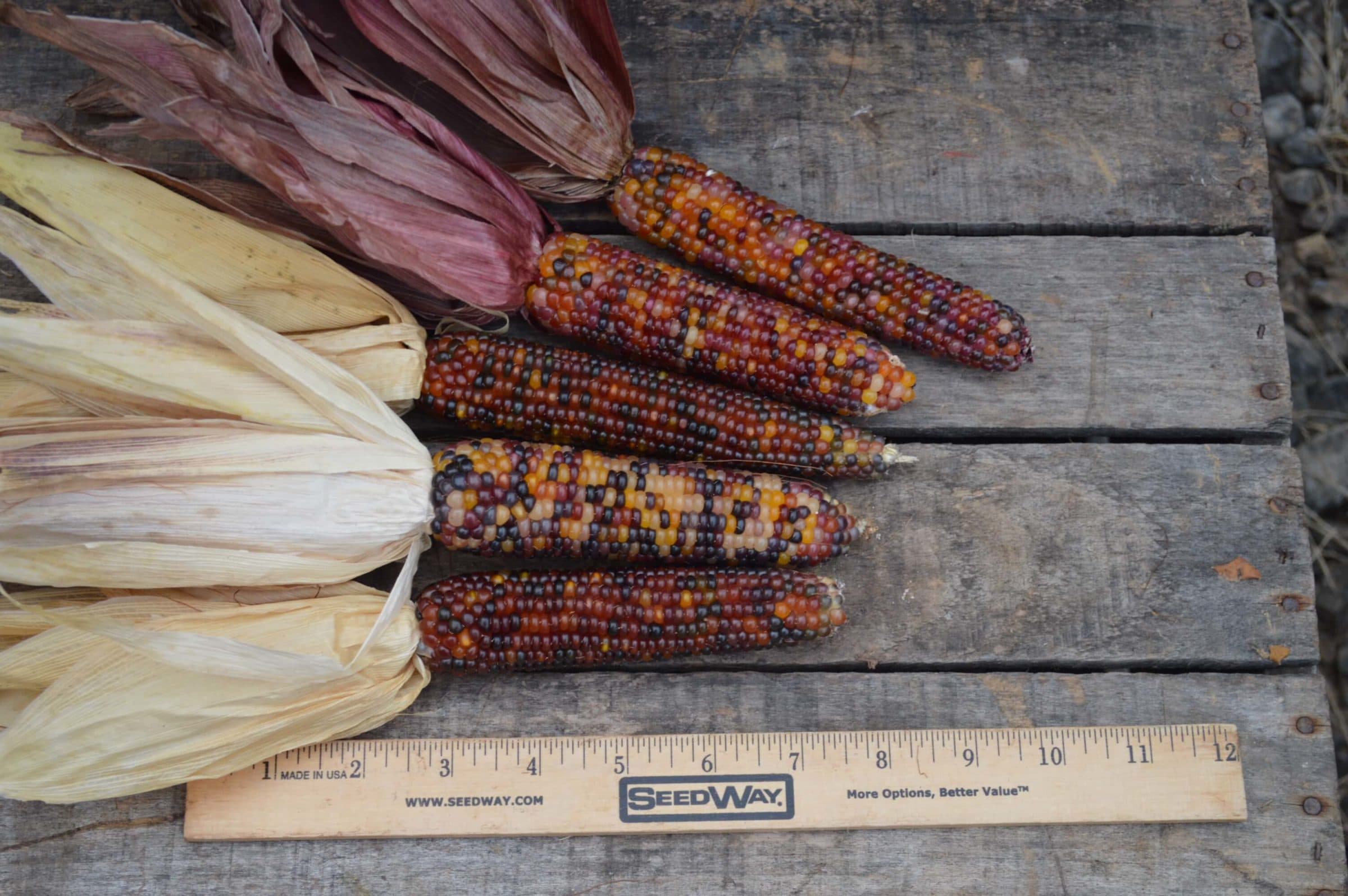 Rainbow Mini Ornamental Corn (Not Treated)