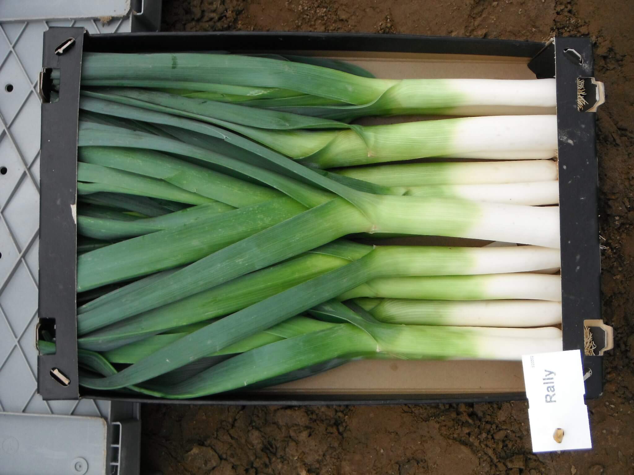 Rally Leek (Primed/Pelleted Untreated Seed)