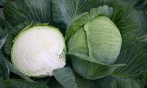 Reaction Cabbage (Organic)