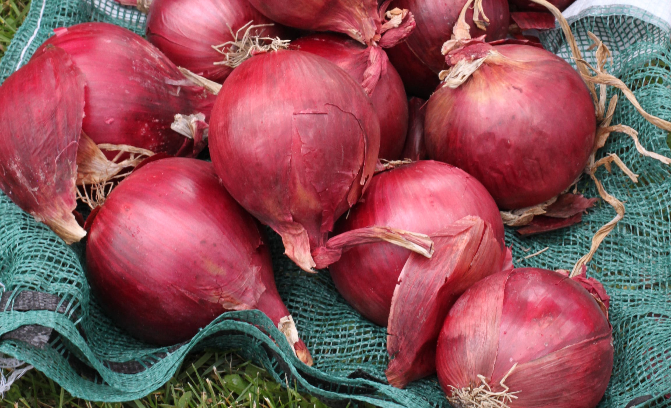 Red Carpet Onion (Treated Seed)