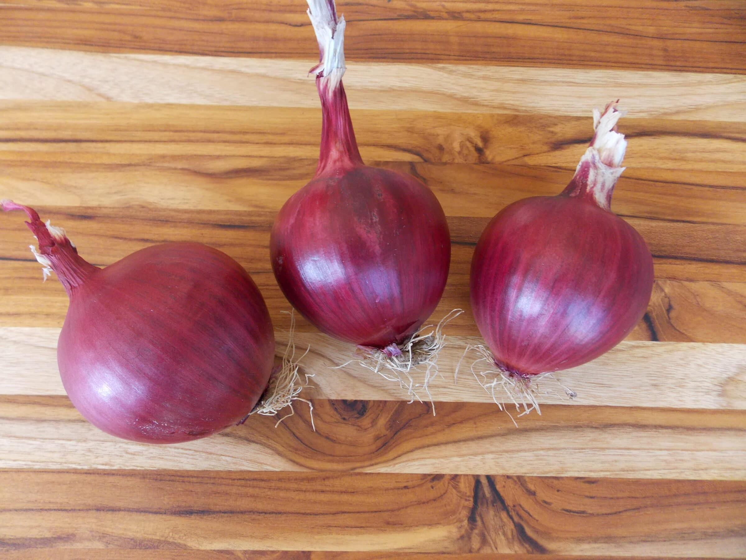 Red Carpet Onion (Treated Seed) - Image 3