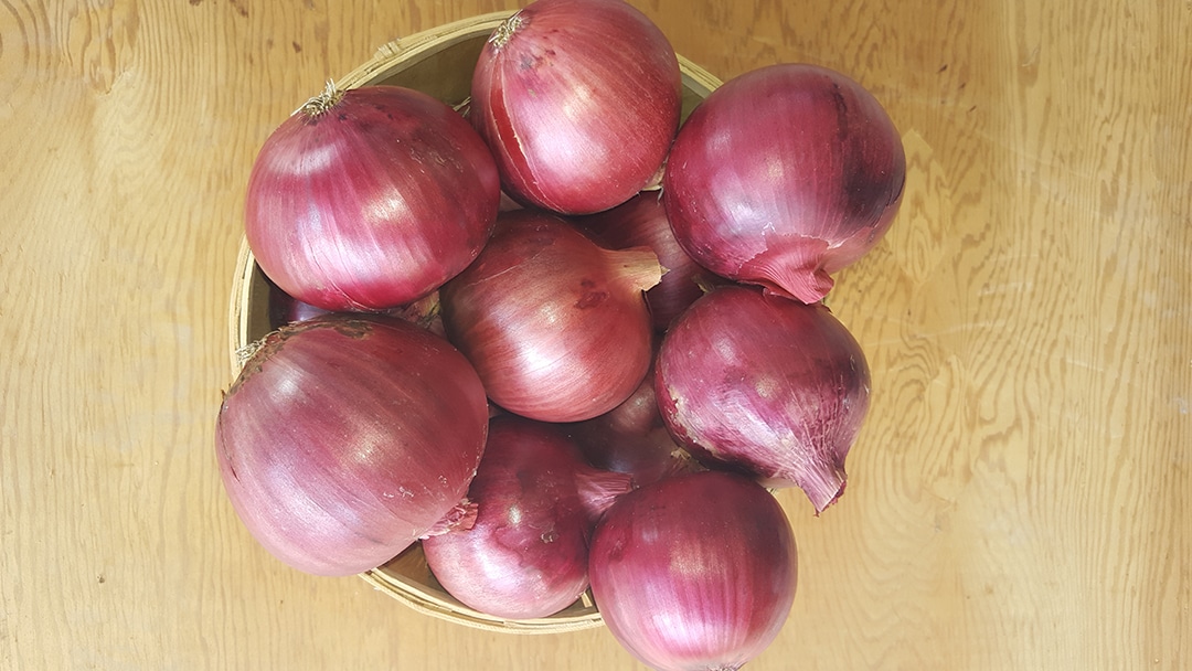 Red Carpet Onion (Treated Seed) - Image 2