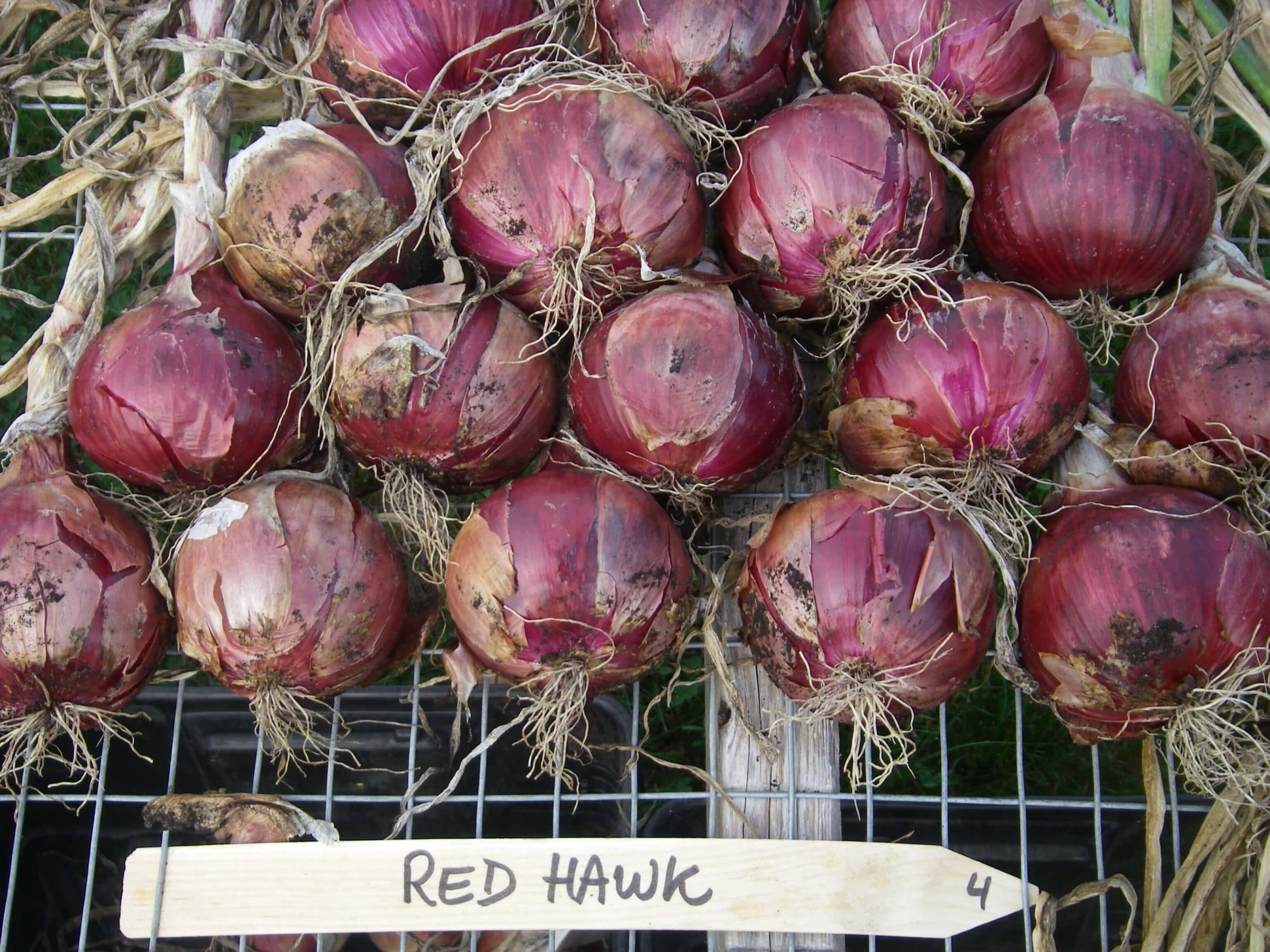 Red Hawk Onion (Treated Seed) - Image 2