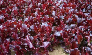 Red Hot Lettuce (Not Treated)