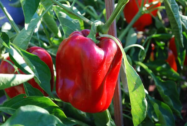 Red Knight X3R Bell Pepper (Not Treated) - Image 2