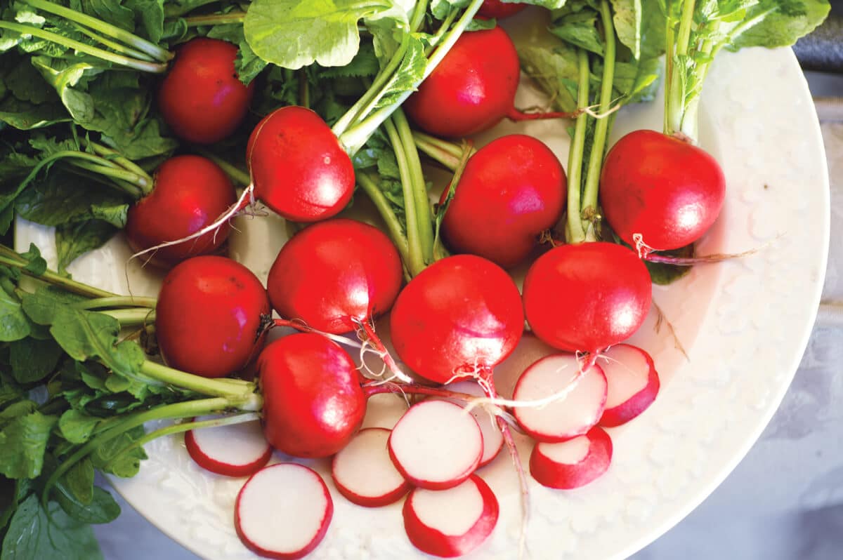 Red Satin Radish (Treated Seed)