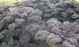 Redbor Kale (Not Treated)