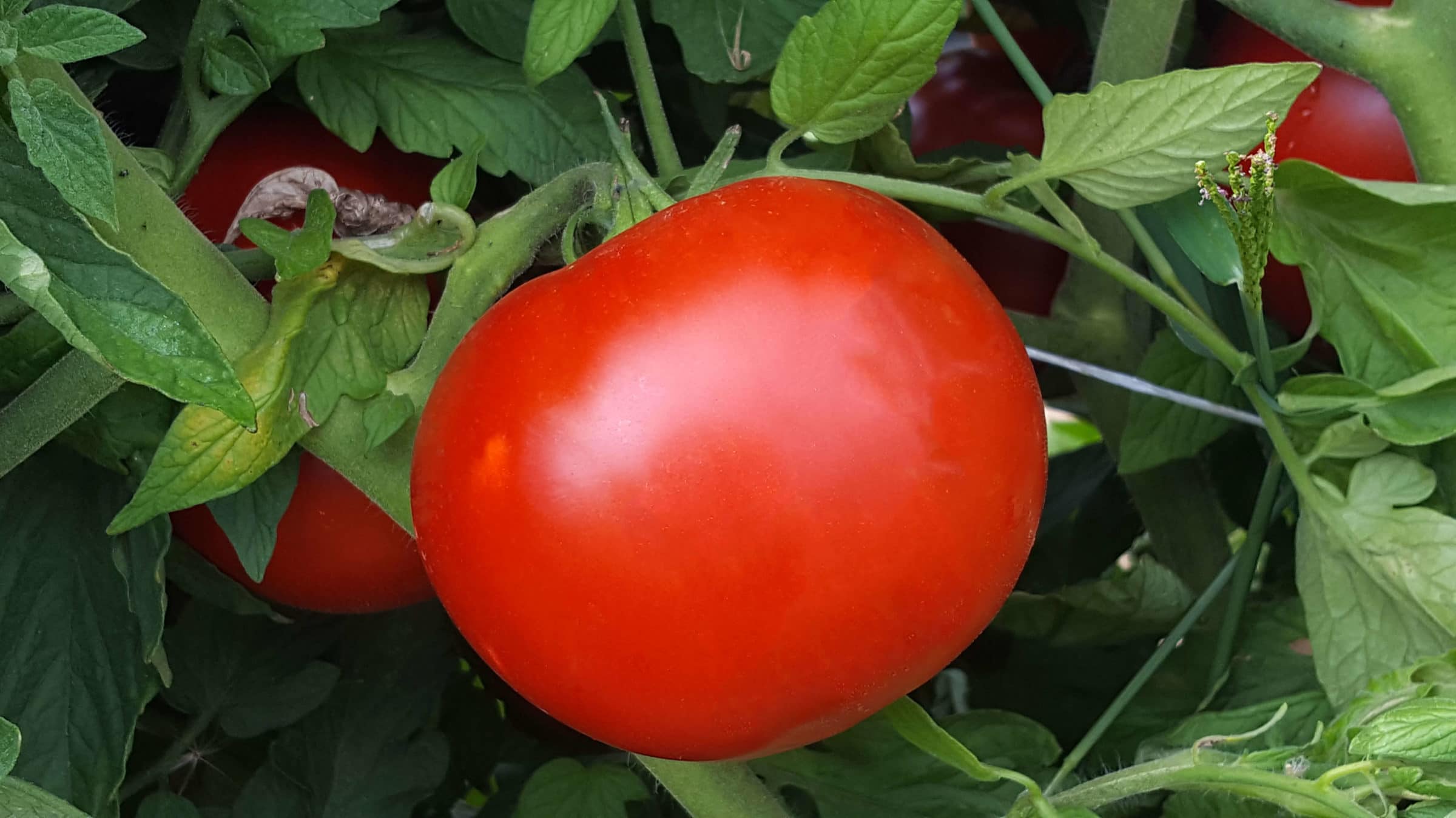 Resolute Tomato (Pelleted)
