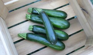 Respect Zucchini (Farmore)