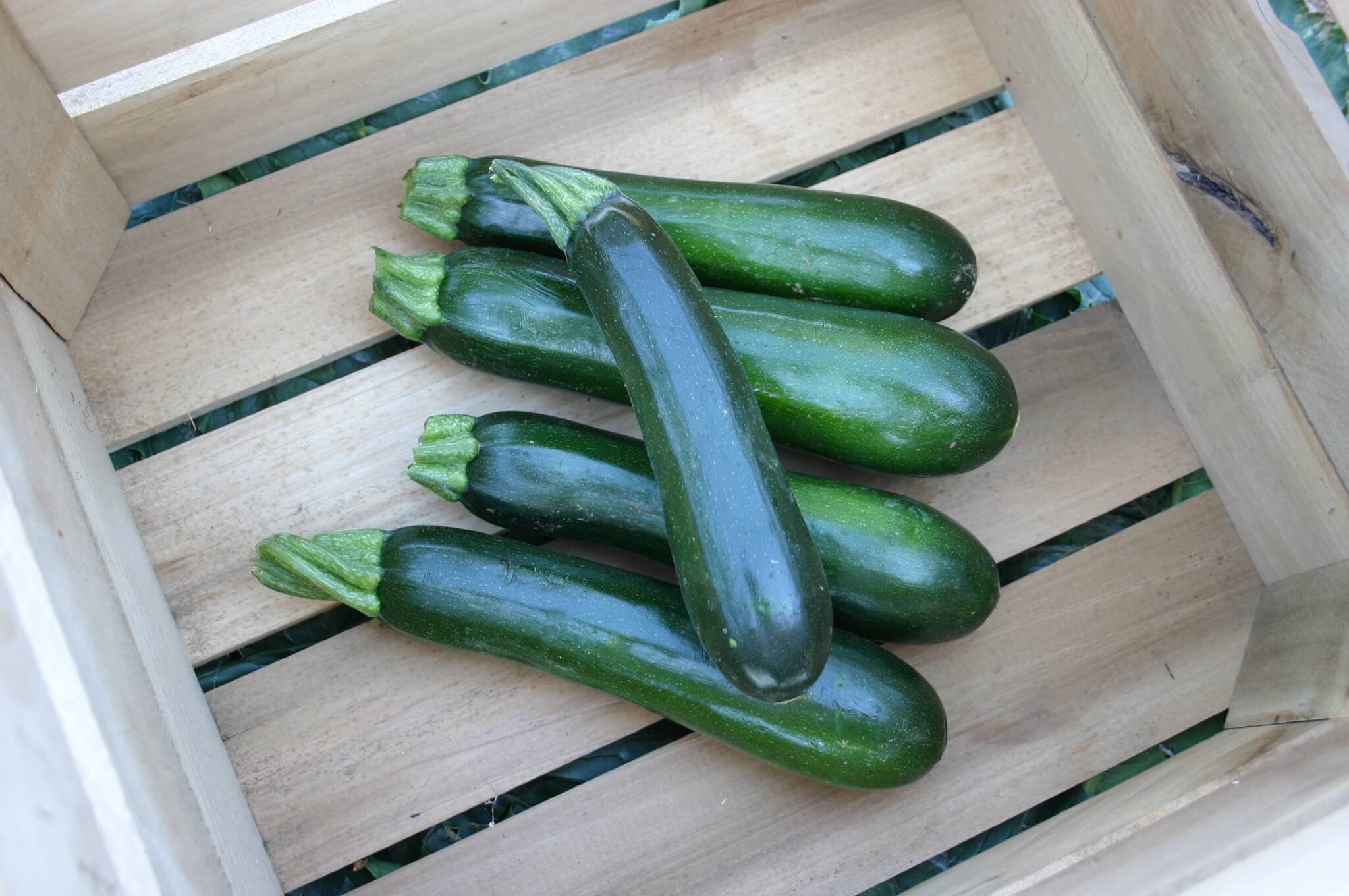 Respect Zucchini (Not Treated)