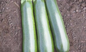 Reward Zucchini (Farmore)