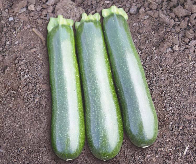 Reward Zucchini (Farmore)