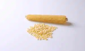Robust White Popcorn (Cruiser Treated Seeds)