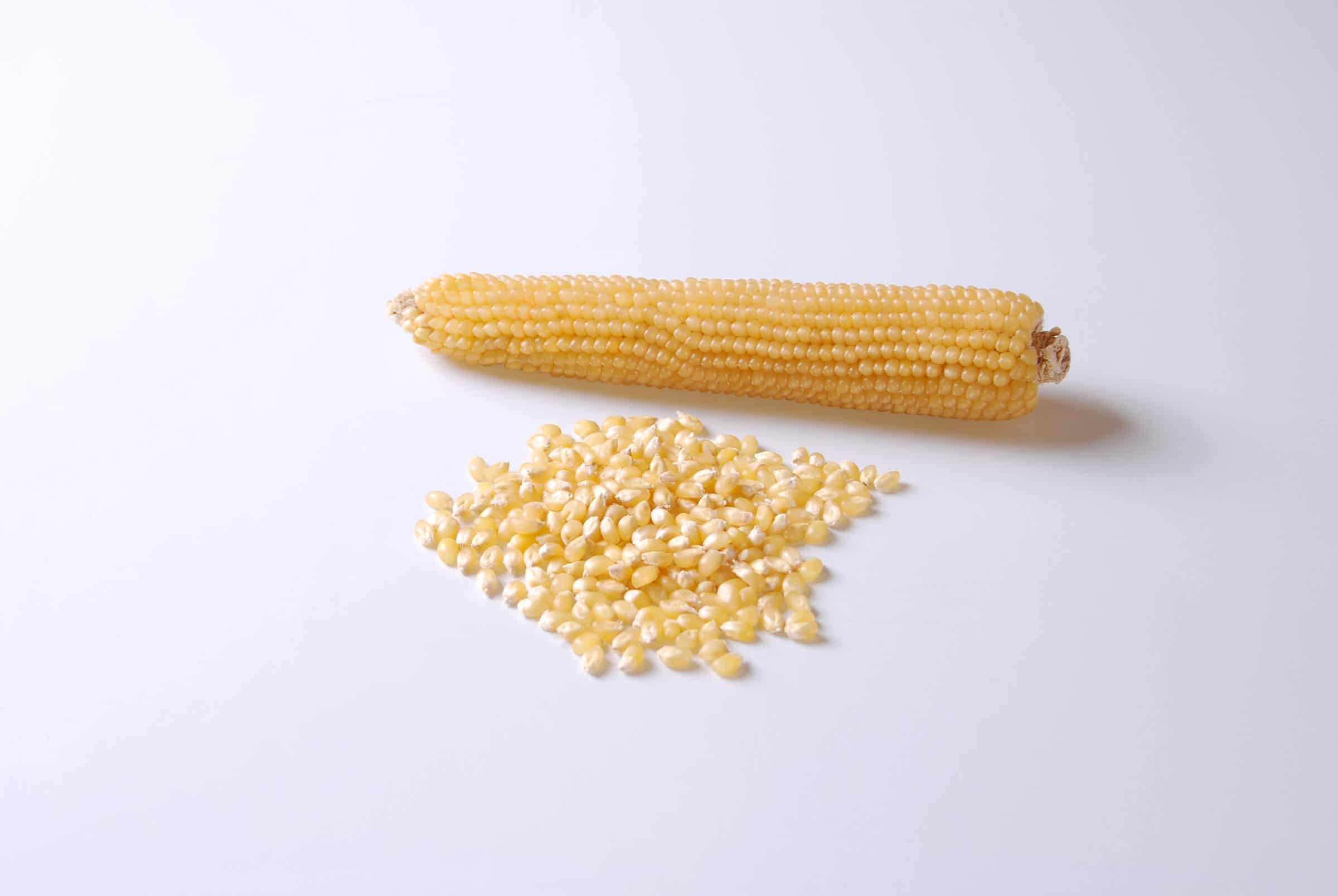 Robust White Popcorn (Cruiser Treated Seeds)