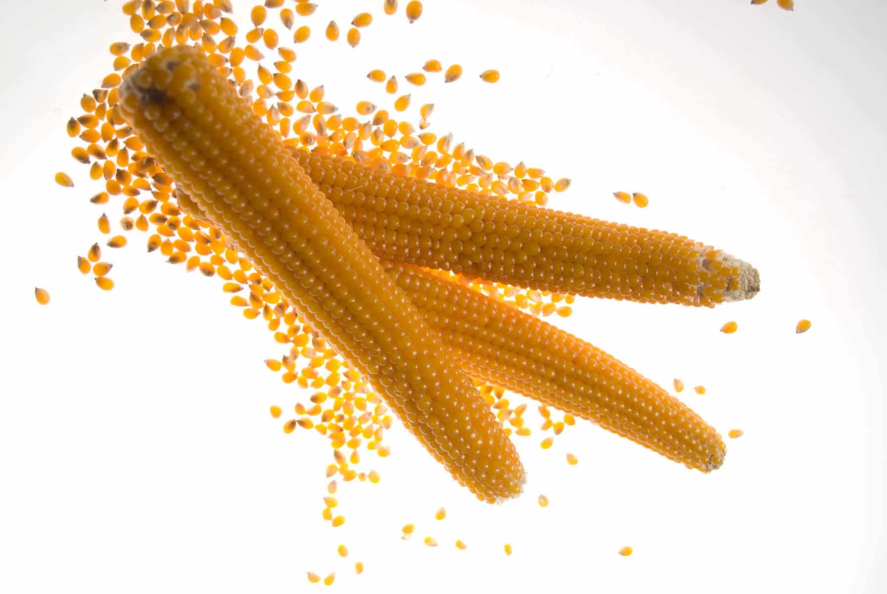 Robust Yellow Popcorn (Not Treated)