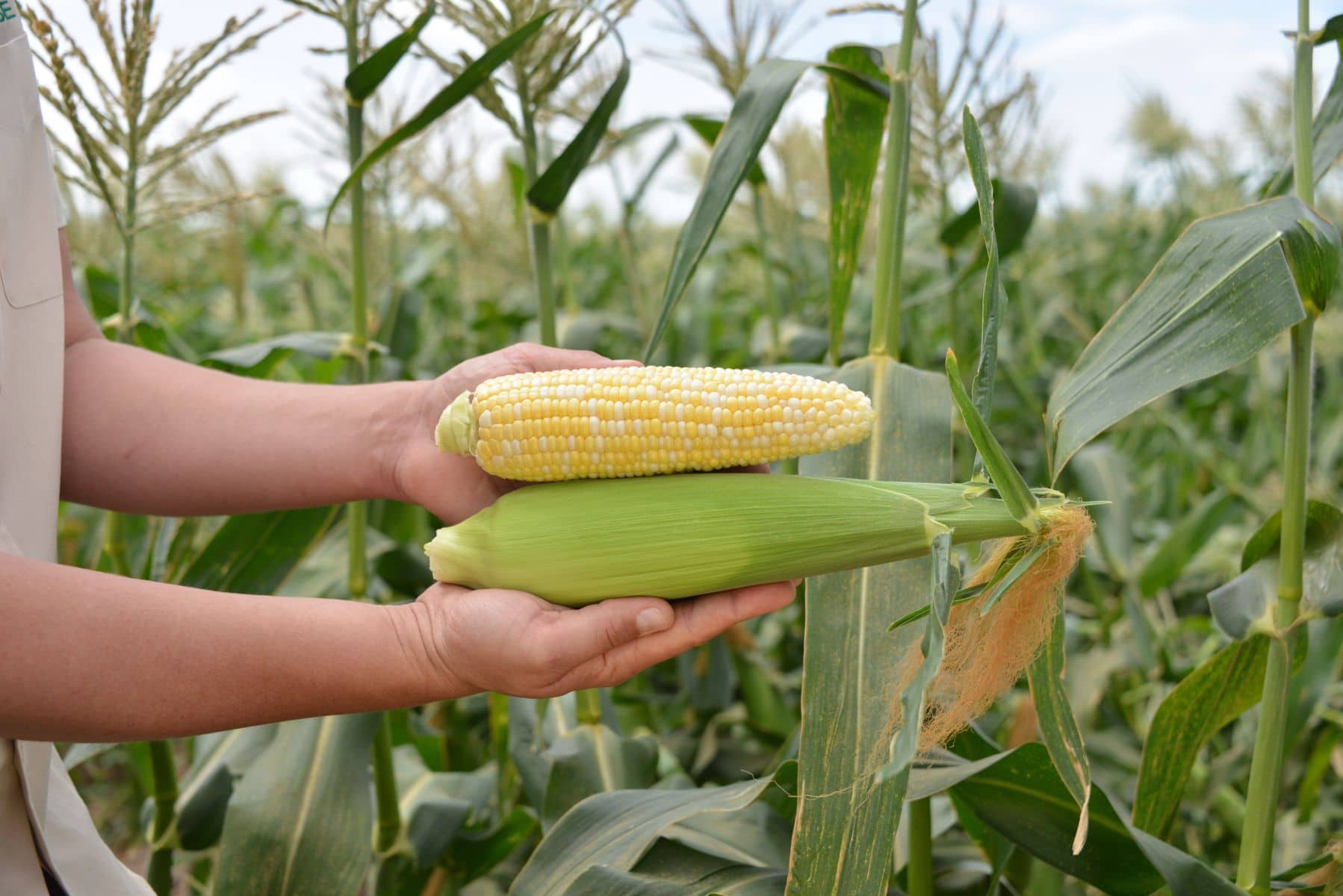 Rosie Sweet Corn (Cruiser Treated)
