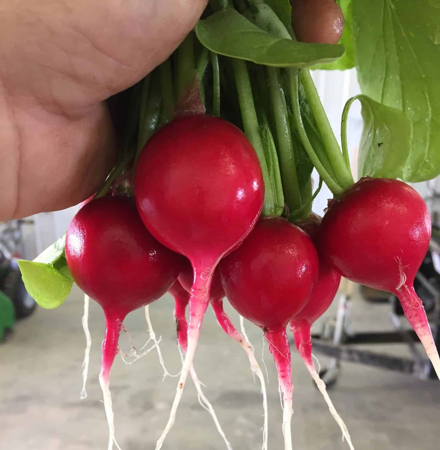 Rover Radish (Not Treated) - Image 2