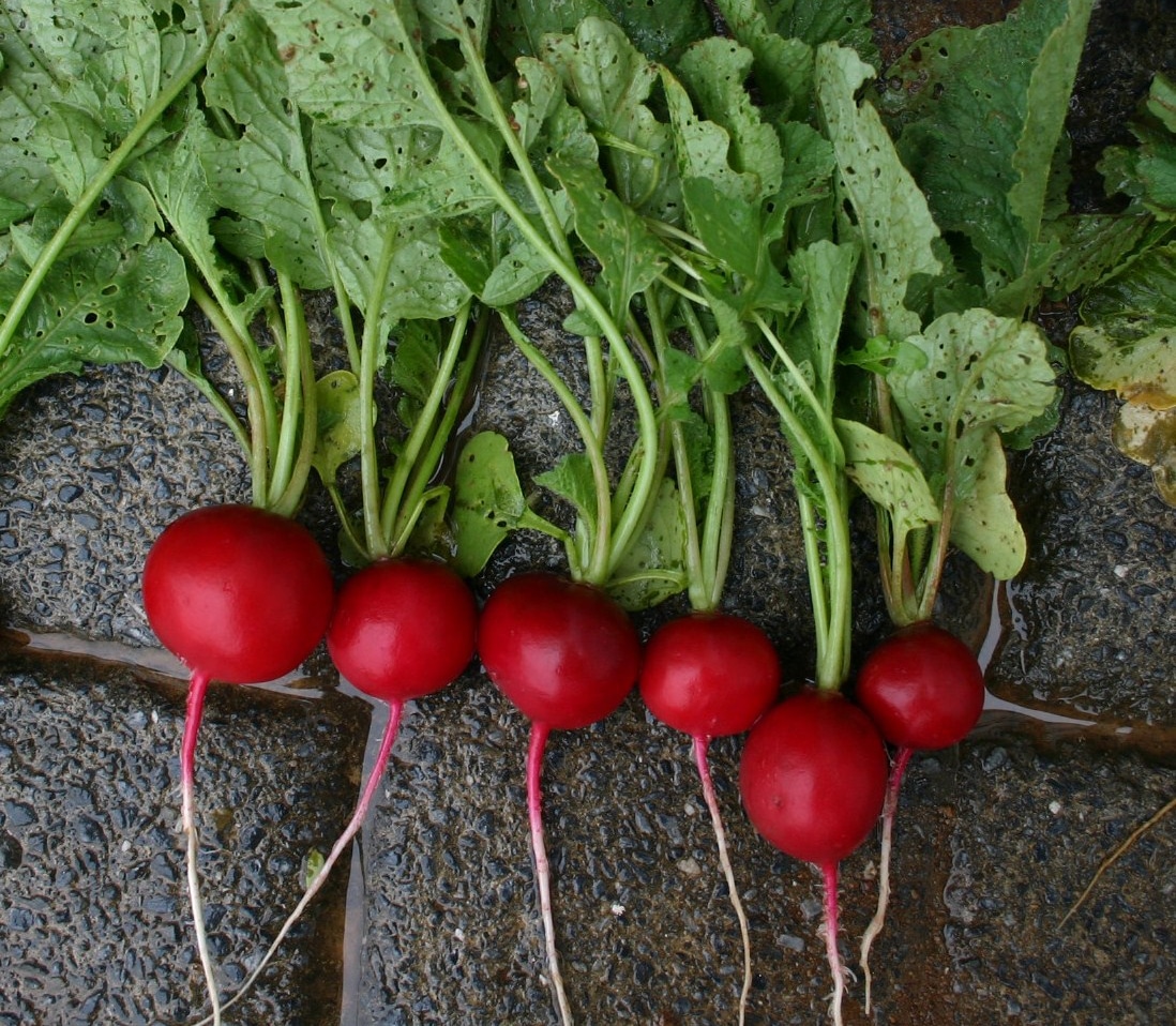 Rover Radish (Not Treated) - Image 3