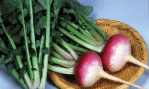 Royal Crown Turnip (Not Treated)