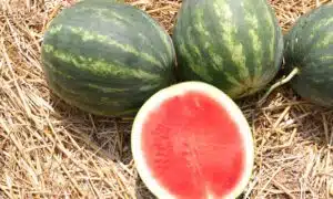 Ruby Watermelon (Treated Seed)