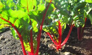 Chard Ruby Red/Rhubarb (Not Treated)
