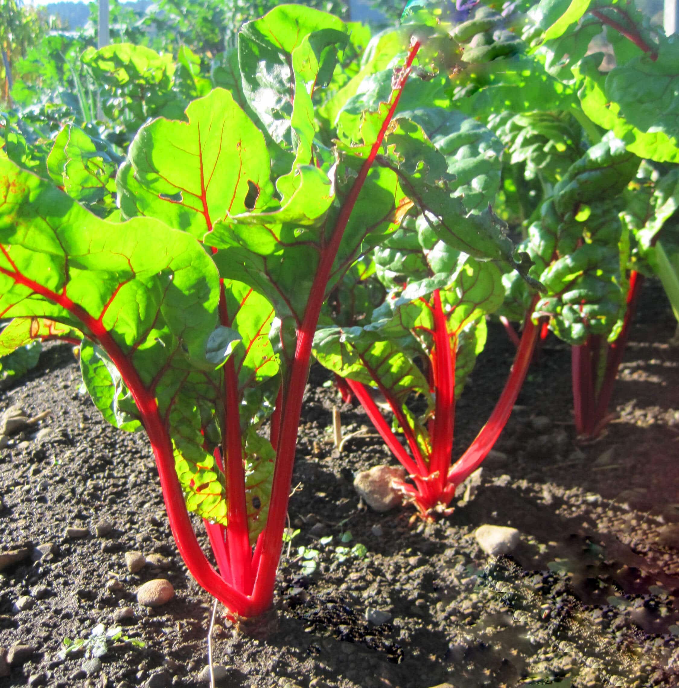 Chard Ruby Red/Rhubarb (Not Treated)
