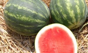 Ruby Watermelon (Not Treated)