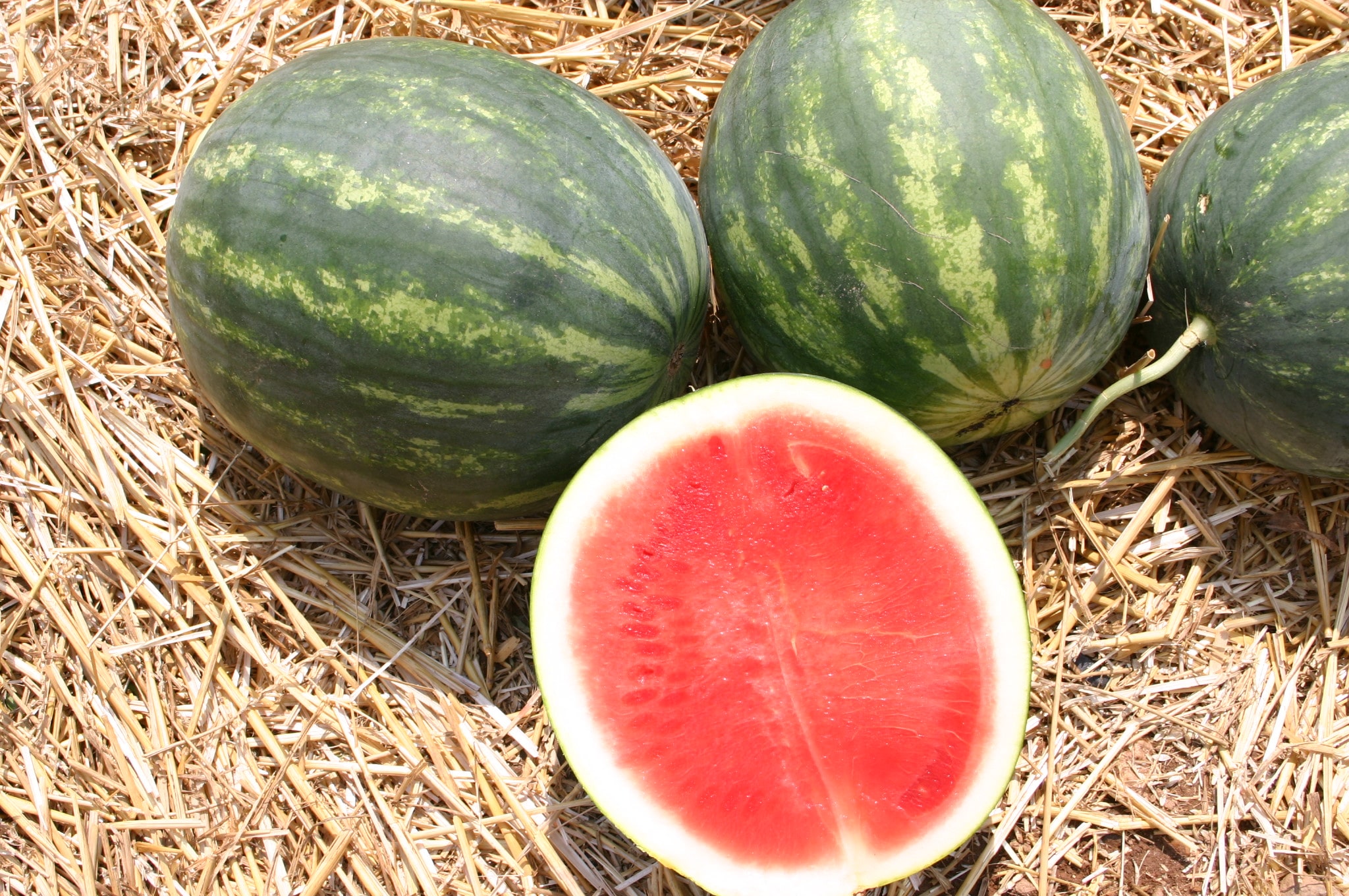 Ruby Watermelon (Treated Seed)