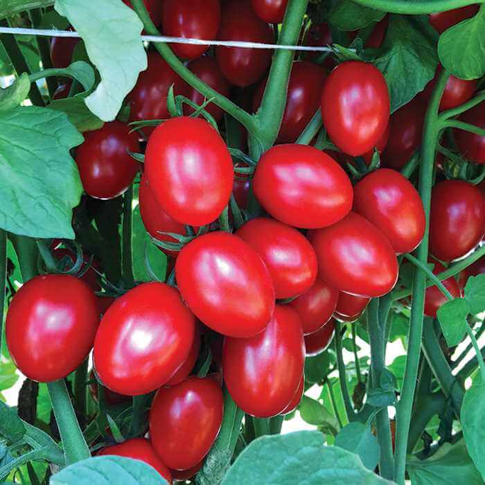 Ruby Crush Tomato (Not Treated)