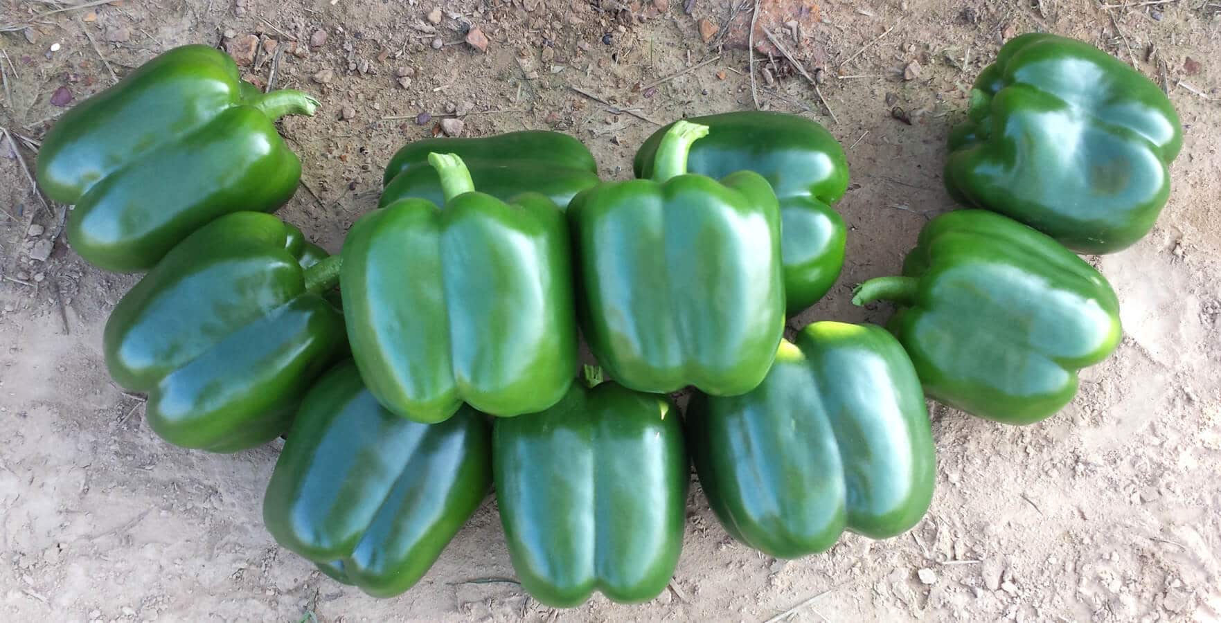 SDY 48 Bell Pepper (Treated Seed)