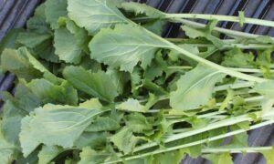 Seven Top Turnip (Not Treated)