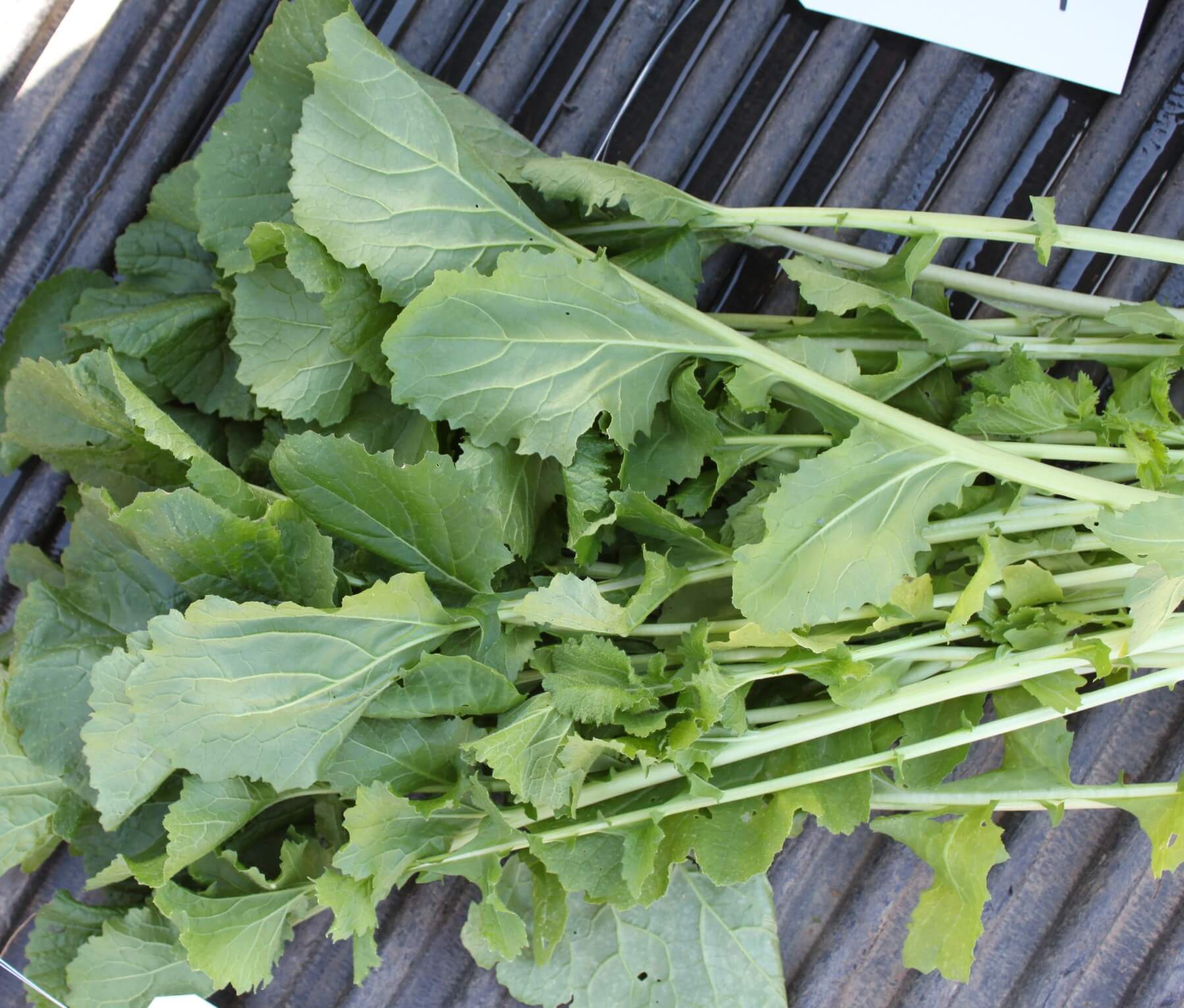 Seven Top Turnip (Not Treated)