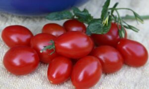 Smarty Tomato (Not Treated)