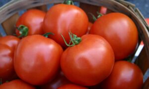 Soraya Tomato (Pelleted)