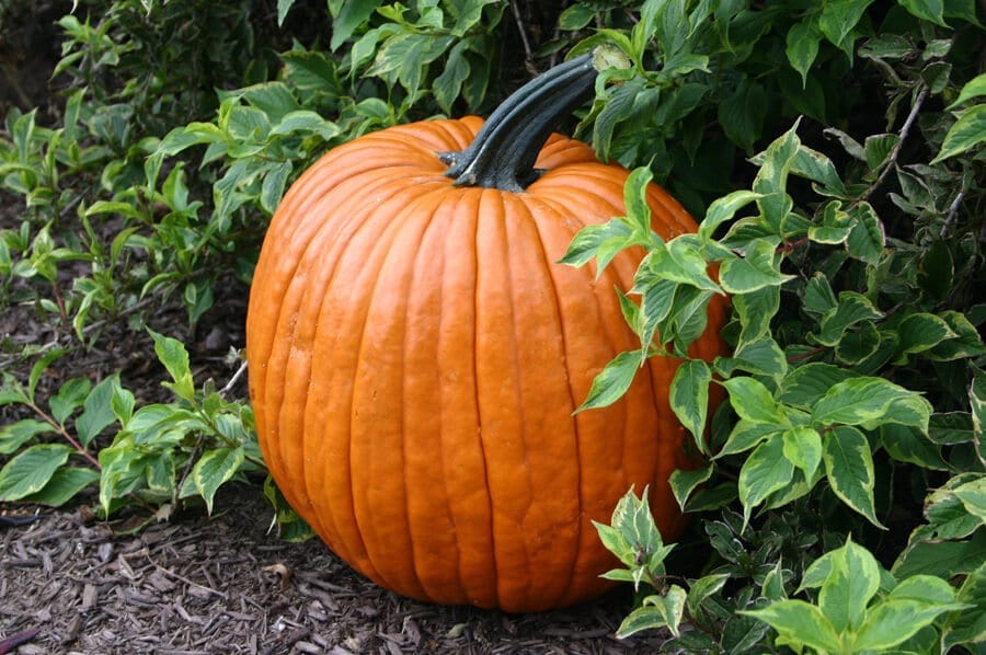 Spartan Pumpkin (Farmore)