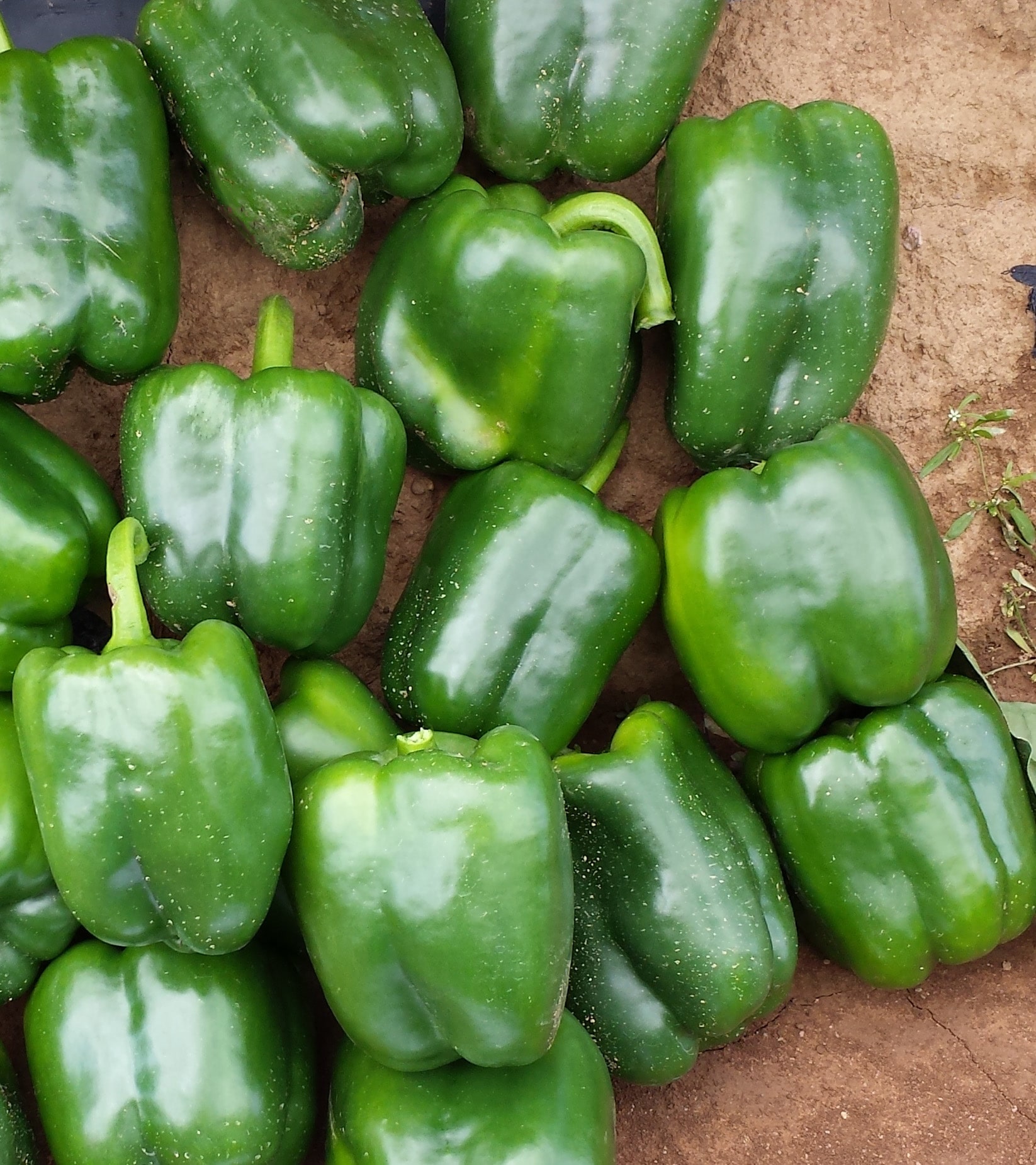 SV 3964PB Bell Pepper (Treated Seed) - Image 2