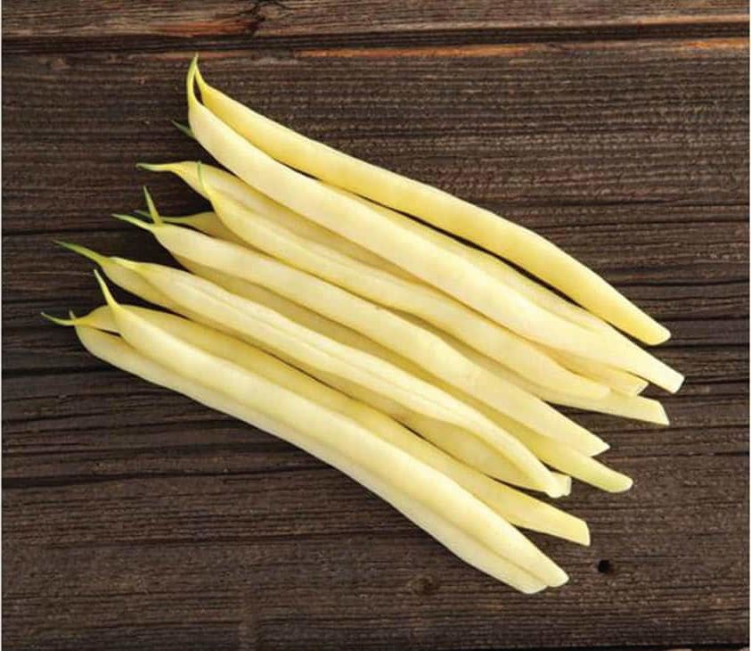 SV1003GF Yellow Pod Bush Bean (Cruiser Treated Seed)