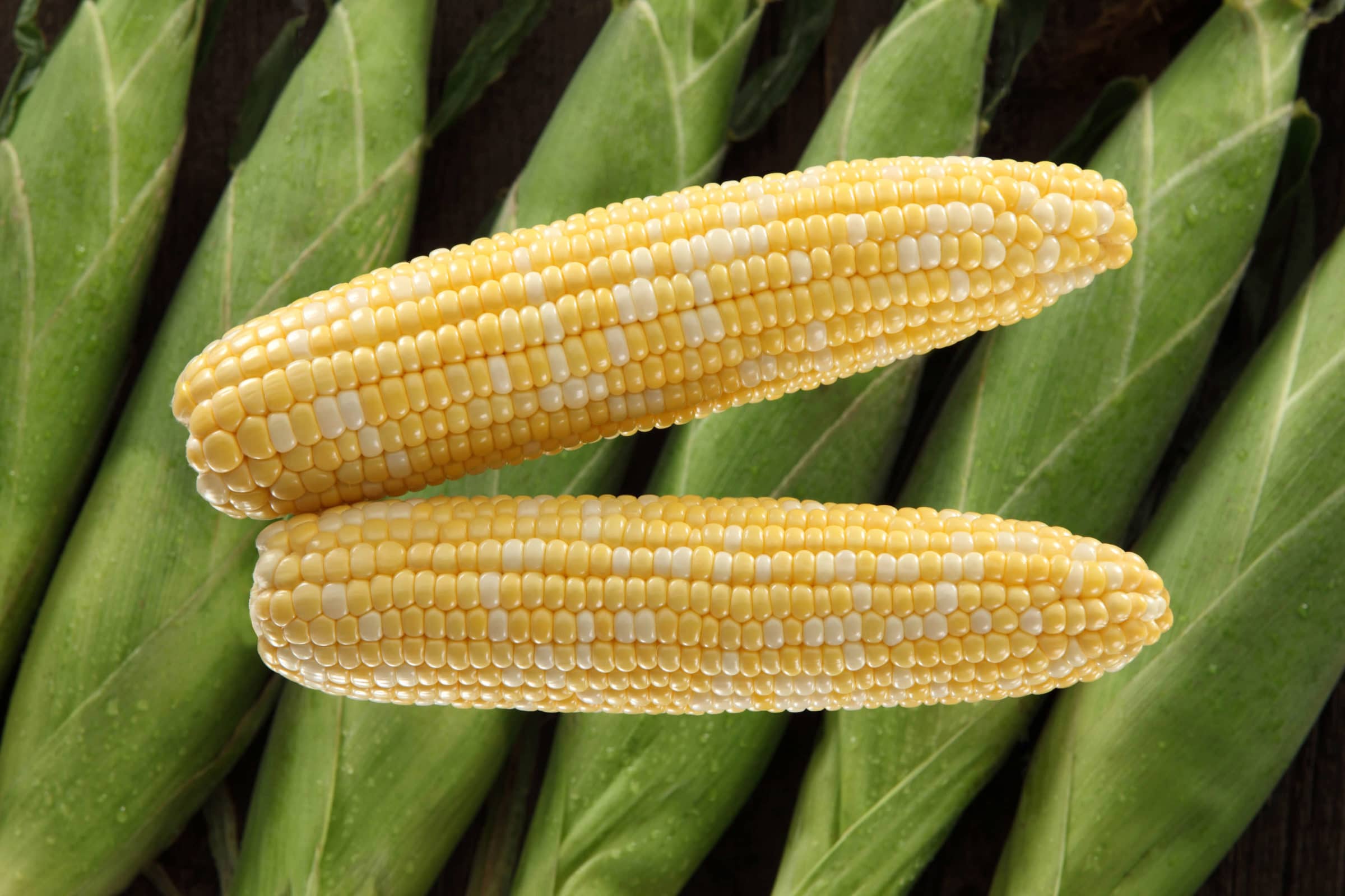 SV9010SA Sweet Corn (Performance Series) (Cruiser Treated)