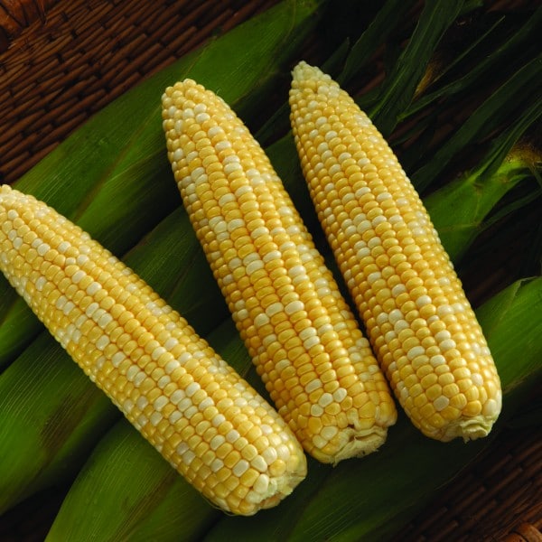 SV9014SB Sweet Corn (Performance Series) (Cruiser Treated)
