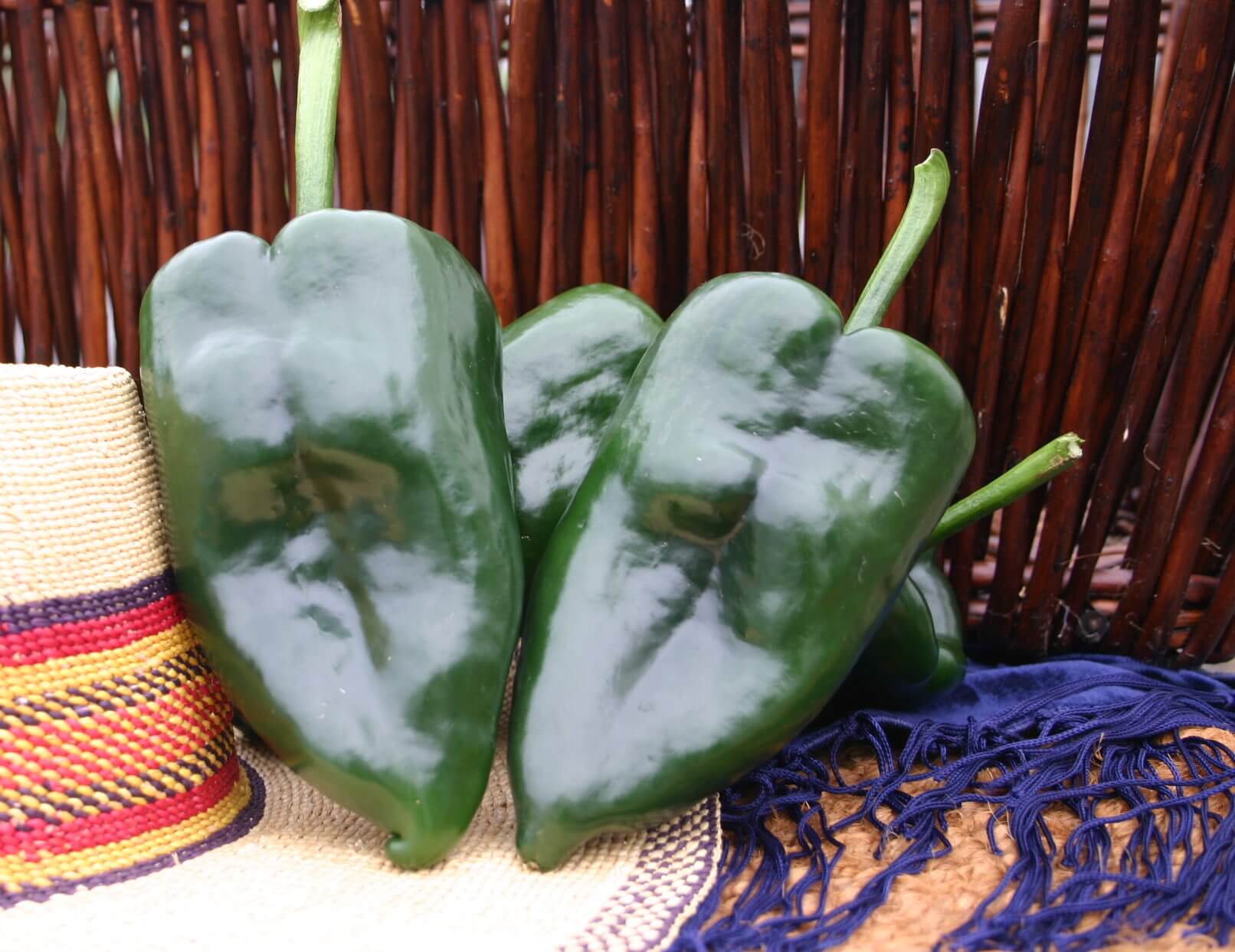 San Ardo Poblano Pepper (Treated Seed)