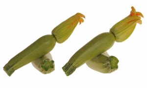 Santa Fe Squash (Treated Seed)