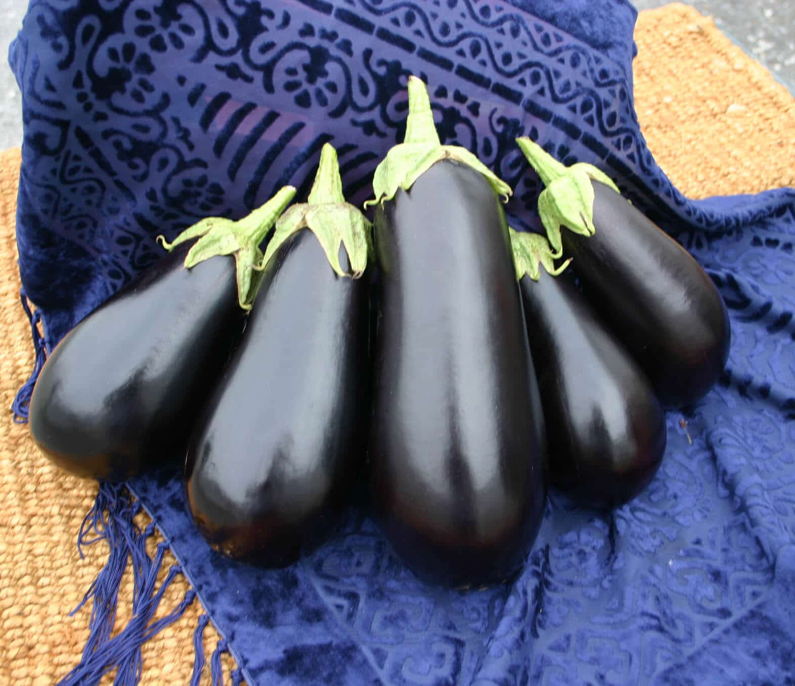 Santana Eggplant (Pelleted Seed)