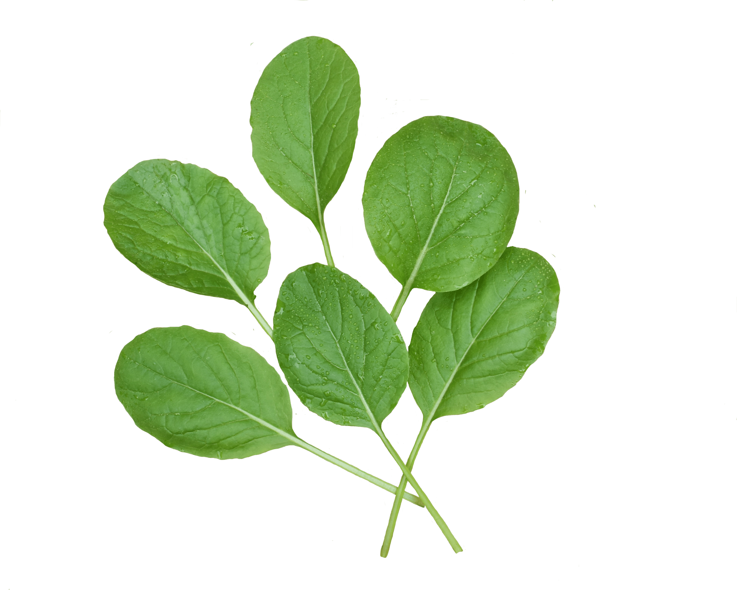 Savanna Mustard (Treated Seed) - Image 3