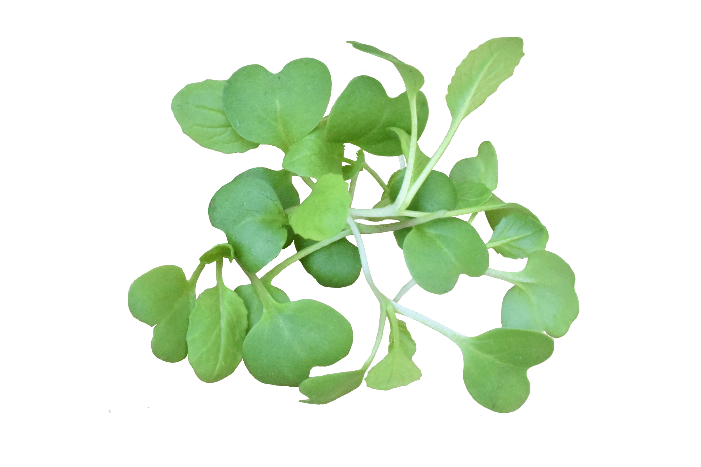 Savanna Mustard (Treated Seed) - Image 2