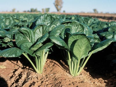 Savanna Mustard (Treated Seed)