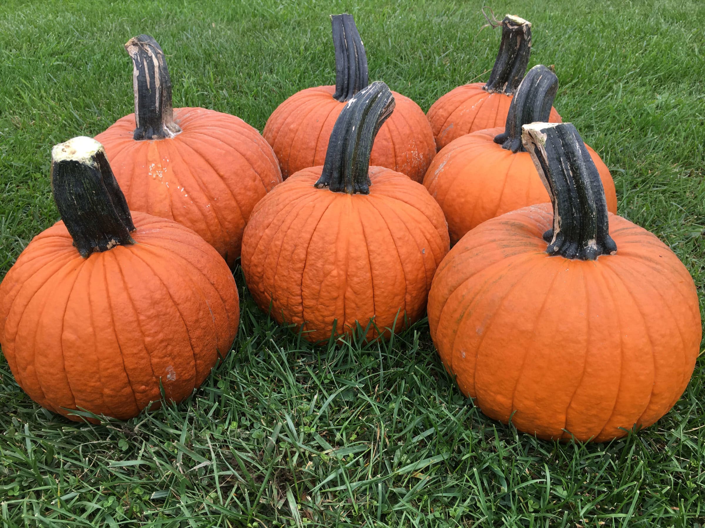 Secretariat Pumpkin (Farmore)