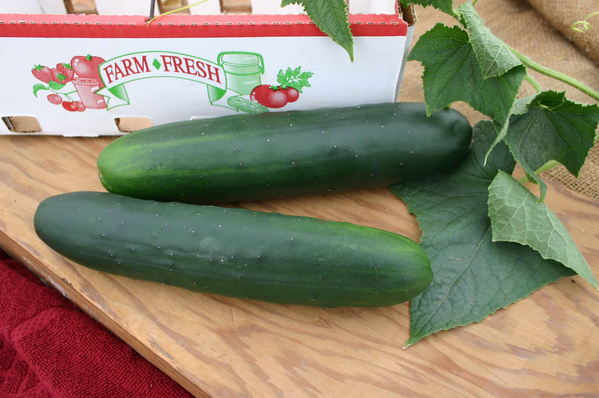 Senor Cucumber (Farmore Treated)
