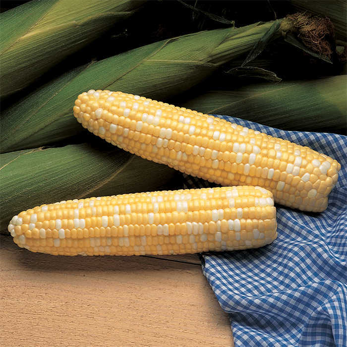Serendipity Sweet Corn (Cruiser Treated)